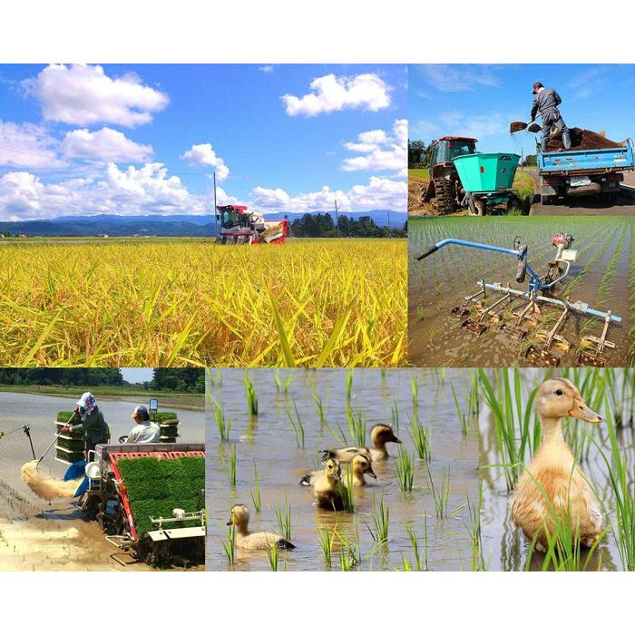 【ふるさと納税】新潟県産JAS有機栽培米コシヒカリ　玄米10kg