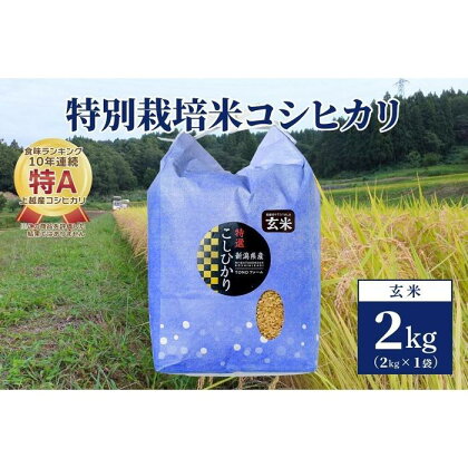 【50セット限定】令和5年産 新潟上越清里産 特別栽培米コシヒカリ2kg(2kg×1袋)玄米 | お米 こめ 食品 人気 おすすめ 送料無料