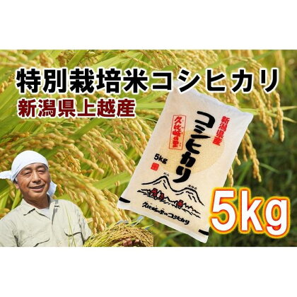 【先行販売】新潟県上越産特別栽培米コシヒカリ5kg【白米】令和6年度産 | お米 こめ 白米 食品 人気 おすすめ 送料無料