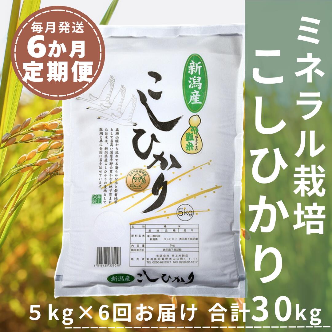 ≪定期便6か月≫ 令和8年産新米予約 コシヒカリ 5kg×6回 計30kg ミネラル栽培 井上米穀店 | 新米 お米 米 こしひかり 白米 精米 新潟県産米 新潟米 ブランド米 毎月 5キロ 定期便 単一原料米 家庭用 新潟県 阿賀野市 1I13061 ※10月上旬より順次発送予定