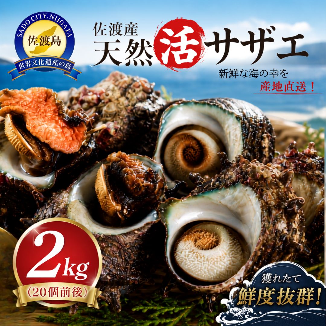 佐渡産 天然活サザエ 2kg(20個前後)/ 小(35個前後)