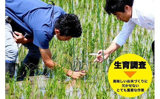 【ふるさと納税】米 コシヒカリ 佐渡産 ( 5kg ) 棚田米 佐渡市歌見地区【令和7年米】