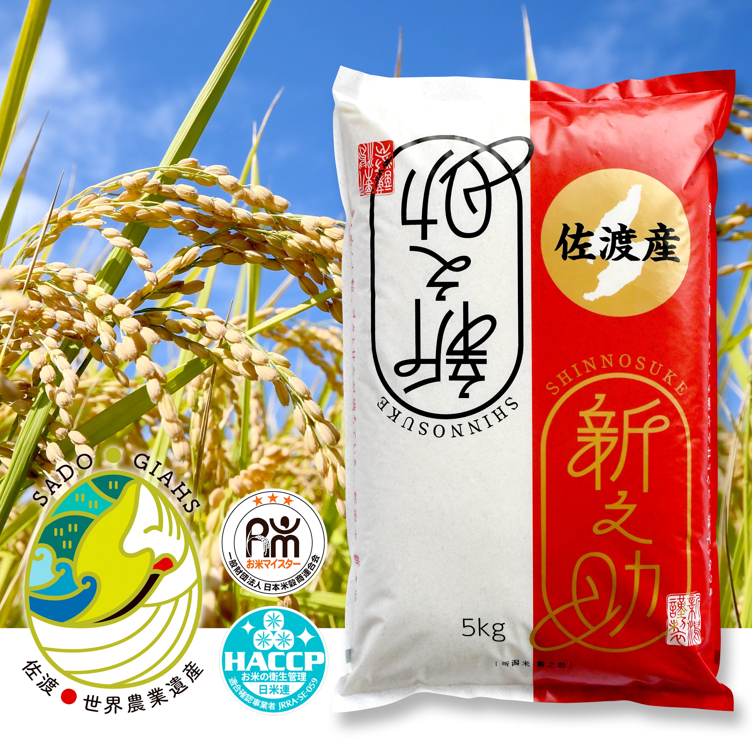 新潟県佐渡市産 新之助 精米 5kg[令和7年米]
