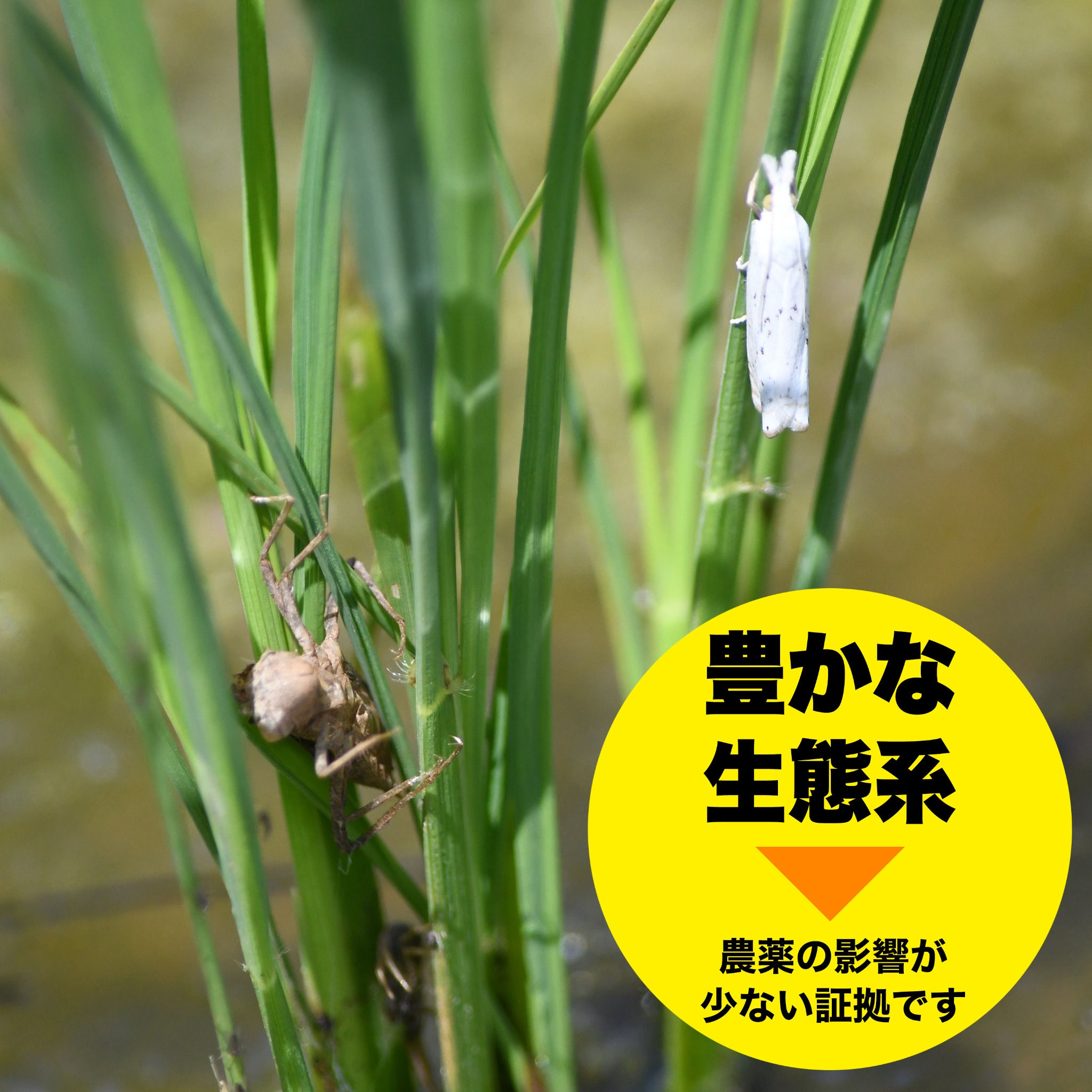 【ふるさと納税】米 新之助 新潟 5kg 令和7年産 白米 精米 佐渡産 環境保全型農業 世界農業遺産 単一原料米 大粒 しんのすけ 新潟県産 5キロ こめ コメ ブランド米 おすすめ お取り寄せ ごはん おにぎり お弁当 新潟県 佐渡市 f152242-sado-10000954 新潟県佐渡市 サンプル画像3
