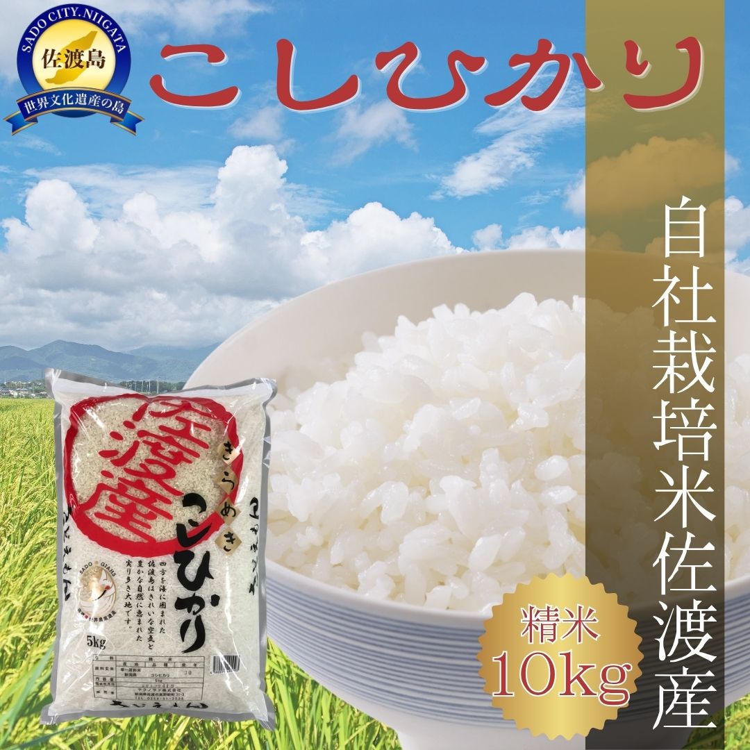 【ふるさと納税】【令和7年米】自社栽培米佐渡産こしひかり（精米10kg）