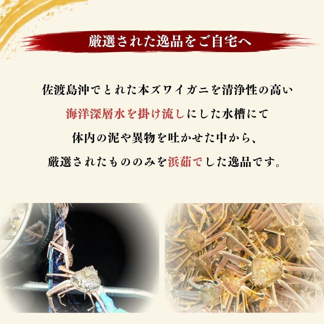 【ふるさと納税】【令和8年10月中旬以降発送】佐渡産 本ずわいがに 800g前後（400g前後×2杯）