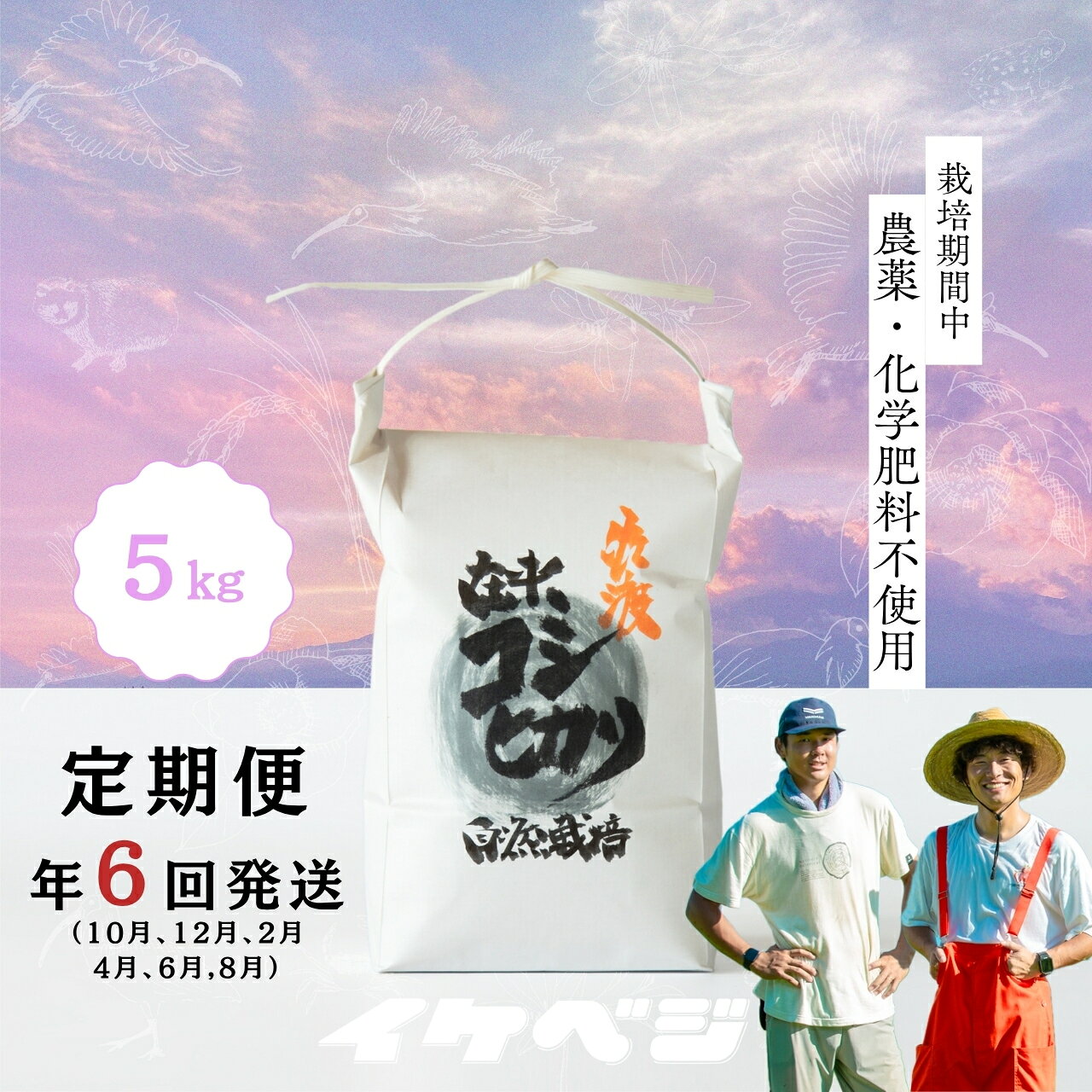[定期便]米 コシヒカリ 白米 5kg×全6回 計30kg 令和8年産 佐渡産 在来種 特別栽培米 色彩選別済み こしひかり ごはん おにぎり お弁当 新潟県 佐渡市