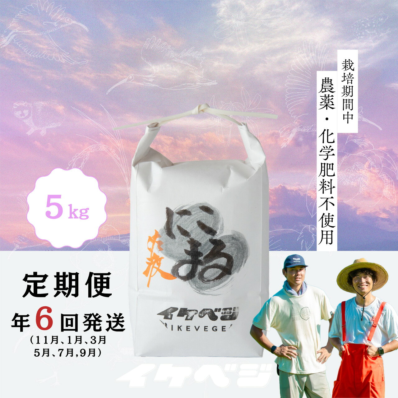 [定期便]米 にこまる 白米 5kg×全6回 計30kg 令和8年産 佐渡産 特別栽培米 大粒 粘りと甘み ごはん おにぎり お弁当 新潟県 佐渡市
