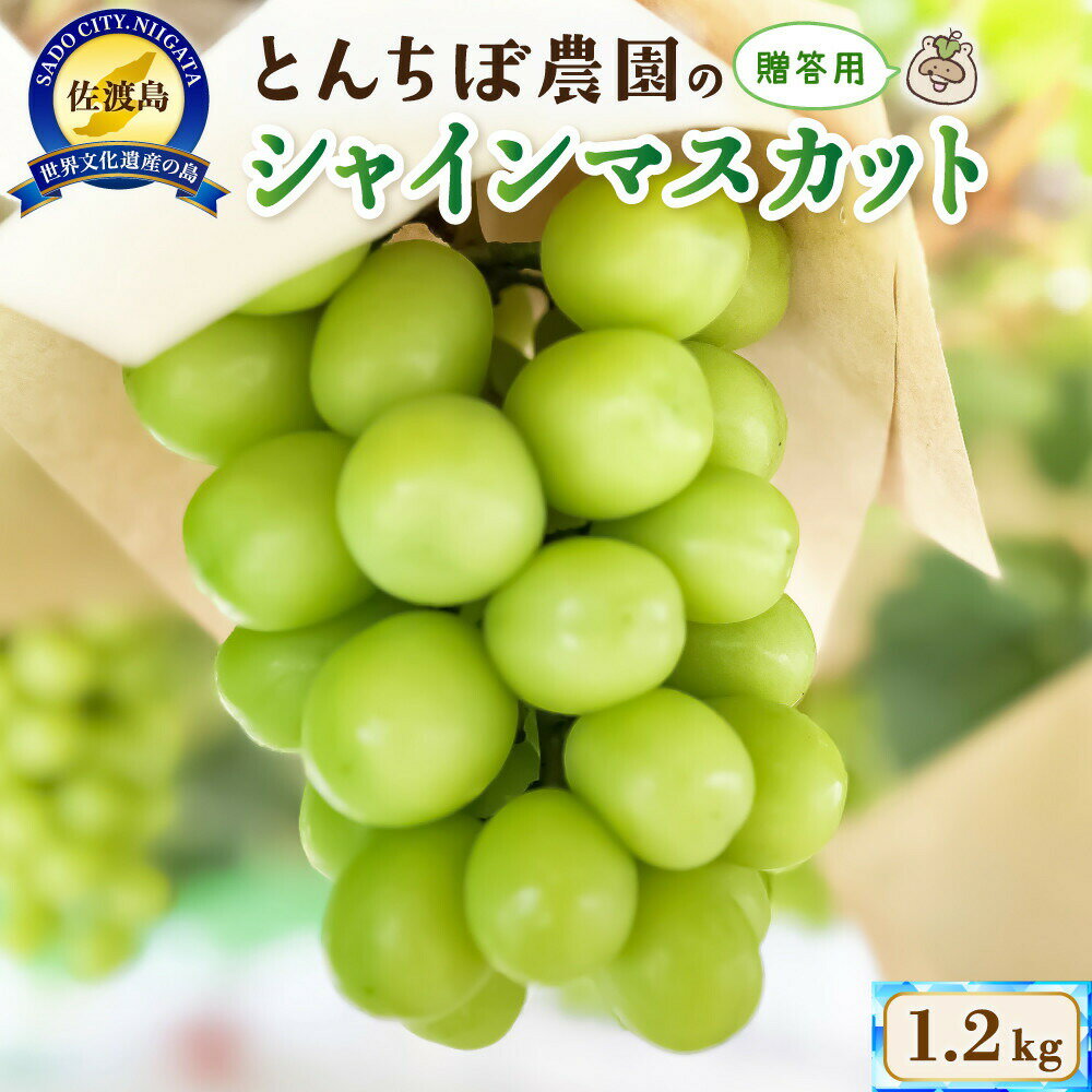 シャインマスカット 1.2kg 2房 佐渡産 贈答用 大房 大粒 ぶどう ブドウ 葡萄 マスカット 1房 約600g ジューシー フルーツ 果物 くだもの 秋の味覚 冷蔵 産地直送 お取り寄せ ギフト プレゼント 贈り物 とんちぼ農園 新潟県 佐渡市