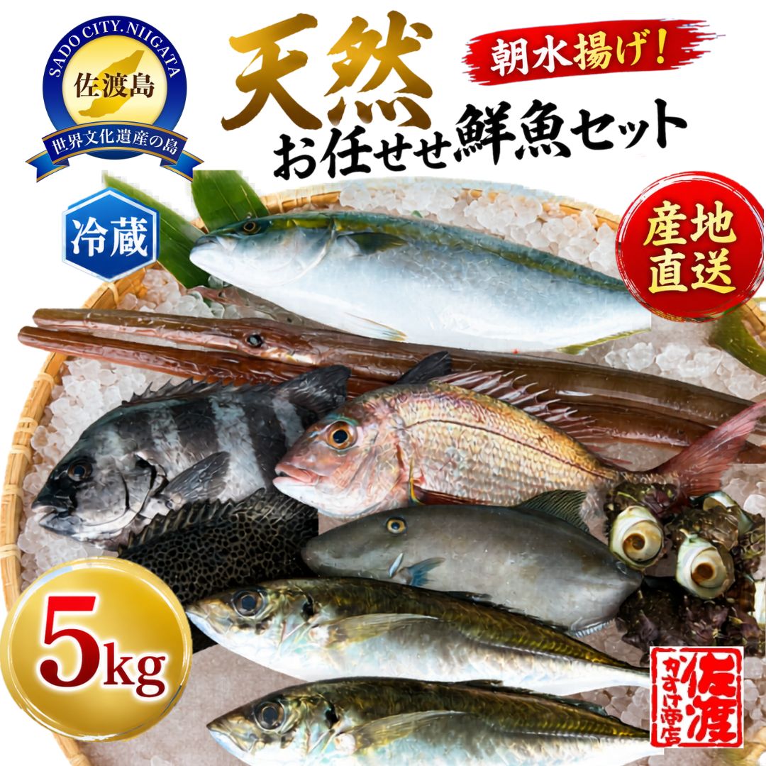 鮮魚セット 5kg 佐渡産 天然 お任せ鮮魚 朝水揚げ 旬の魚 朝獲れ 魚 お魚 さかな 地魚 詰め合わせ 産地直送 冷蔵 海鮮 魚介 刺身 煮魚 焼き魚 フライ アラ汁 おかず ごちそう お取り寄せ 新潟県 佐渡市 ※2026年10月1日以降順次発送
