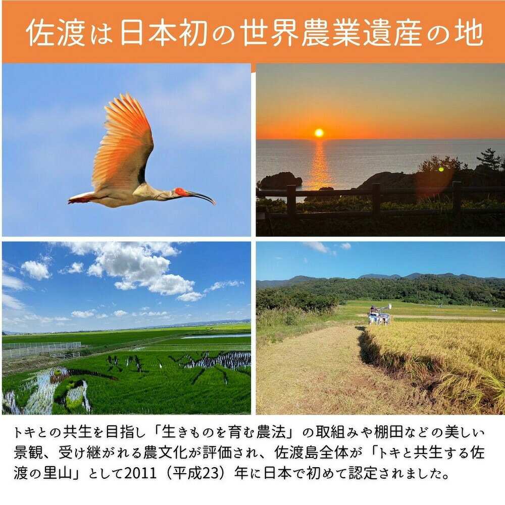【ふるさと納税】【新潟県佐渡】純粋コシヒカリ＜数量限定＞ 令和7年産 精米【無洗米】5kg 送料無料 f152242-sado-10002053 新潟県佐渡市 サンプル画像3