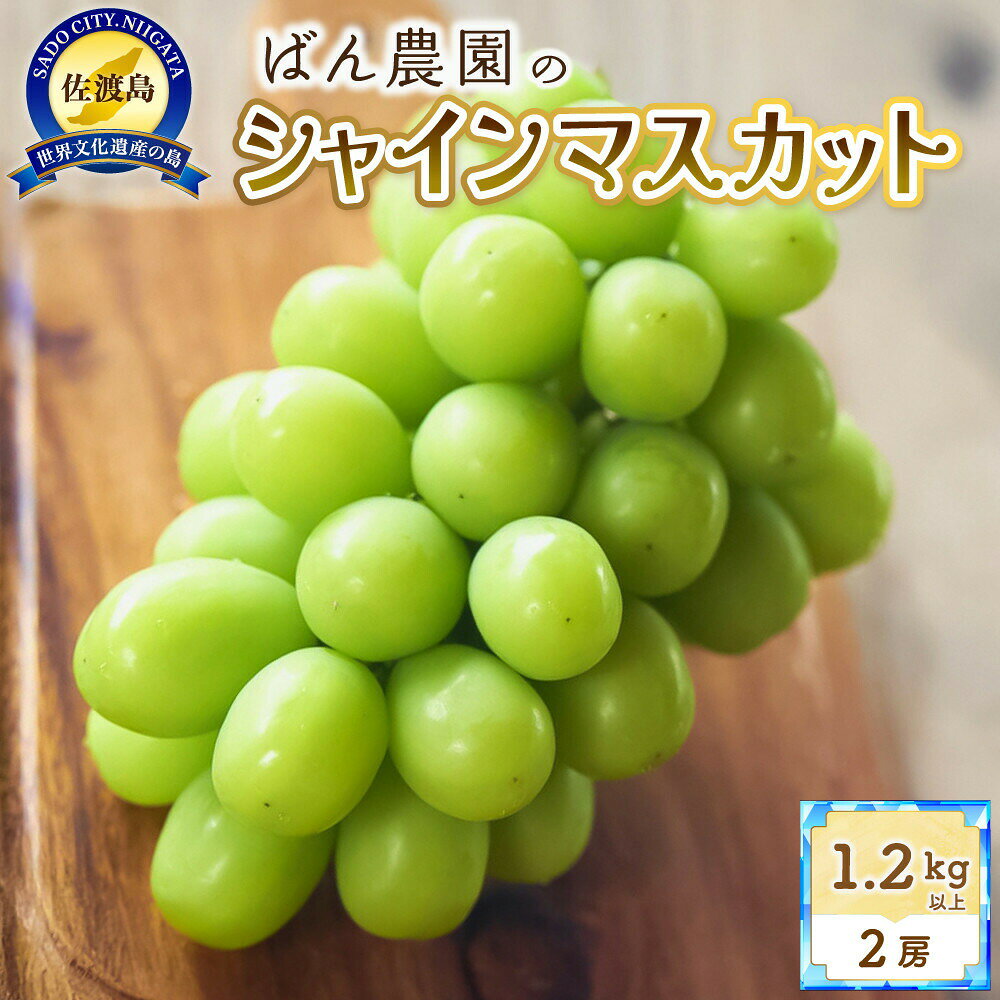 シャインマスカット 2房 1.2kg以上 佐渡島産 ぶどう ブドウ 葡萄 マスカット 皮ごと ハウス栽培 フルーツ 果物 くだもの デザート 冷蔵 産地直送 お取り寄せ ギフト プレゼント 贈り物 新潟県 佐渡市 ※2026年9月発送