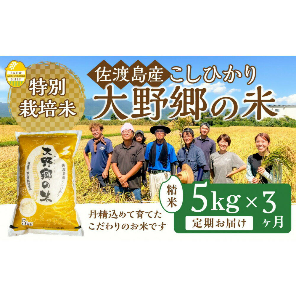 米 コシヒカリ 新潟 5kg 定期便 全3回 令和7年産 白米 精米 佐渡産 佐渡島産 特別栽培米 大野郷の米 朱鷺と暮らす郷 こしひかり 新潟県産 5キロ こめ コメ ブランド米 おすすめ お取り寄せ ごはん おにぎり お弁当 新潟県 佐渡市