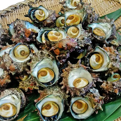 小木の活サザエ 2.5kg 【魚貝類・サザエ】 お届け:2019年6月1日〜9月10日