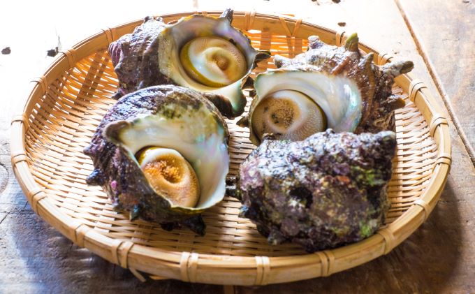 最も優遇の の 新潟県佐渡市 14個 ふるさと納税 貝類 食品 佐渡の天然さざえボイル 冷凍 14個 魚貝類 サザエ 新品早割の サザエ Southernoaksfuneralservice Com