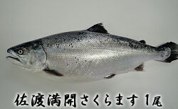 【ふるさと納税】【期間限定】新潟県佐渡産（養殖サーモン）佐渡満開さくらます　1尾まるごと（約1.8kg）　【魚貝類・鮭・サーモン】　お届け：2023年4月18日〜2022年4月27日･･･ 画像1