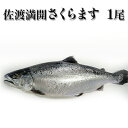 【ふるさと納税】【期間限定】新潟県佐渡産（養殖サーモン）佐渡満開さくらます　1尾まるごと（約1.8kg）　【魚貝類・鮭・サーモン】　お届け：2023年4月18日〜2022年4月27日･･･