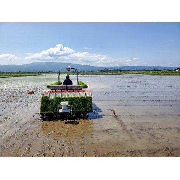 【ふるさと納税】佐渡産コシヒカリ朱鷺と暮らす郷　レンジアップごはん　150g×20個 | お米 こめ 白米 食品 加工食品 人気 おすすめ 送料無料