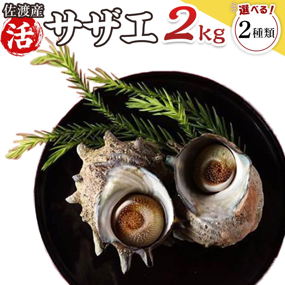 【ふるさと納税】佐渡産　天然活サザエ 2kg（20個前後）/ 小（35個前後）