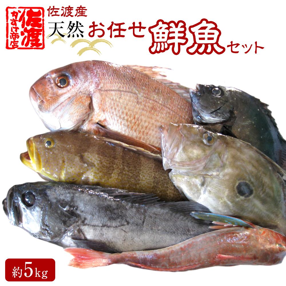 【ふるさと納税】佐渡産 天然お任せ鮮魚セット 5kg | 魚