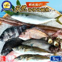 【ふるさと納税】佐渡産 天然お任せ鮮魚セット 5kg | 魚 お魚 さかな 食品 人気 おすすめ 送料無料