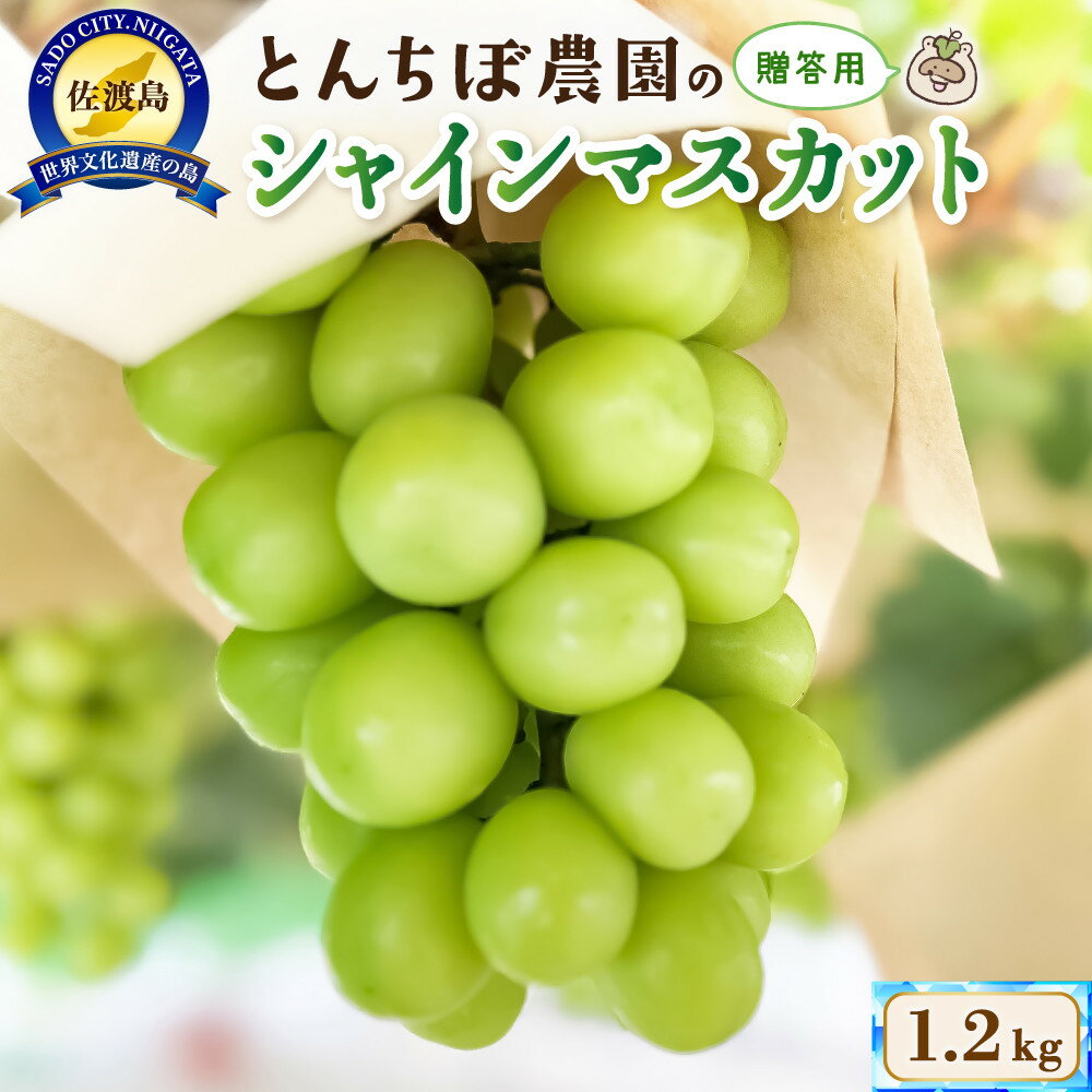 【ふるさと納税】佐渡産 贈答用大房シャインマスカット1.2kg（2房入り） | フルーツ 果物 くだもの 食品 人気 おすすめ 送料無料のサムネイル
