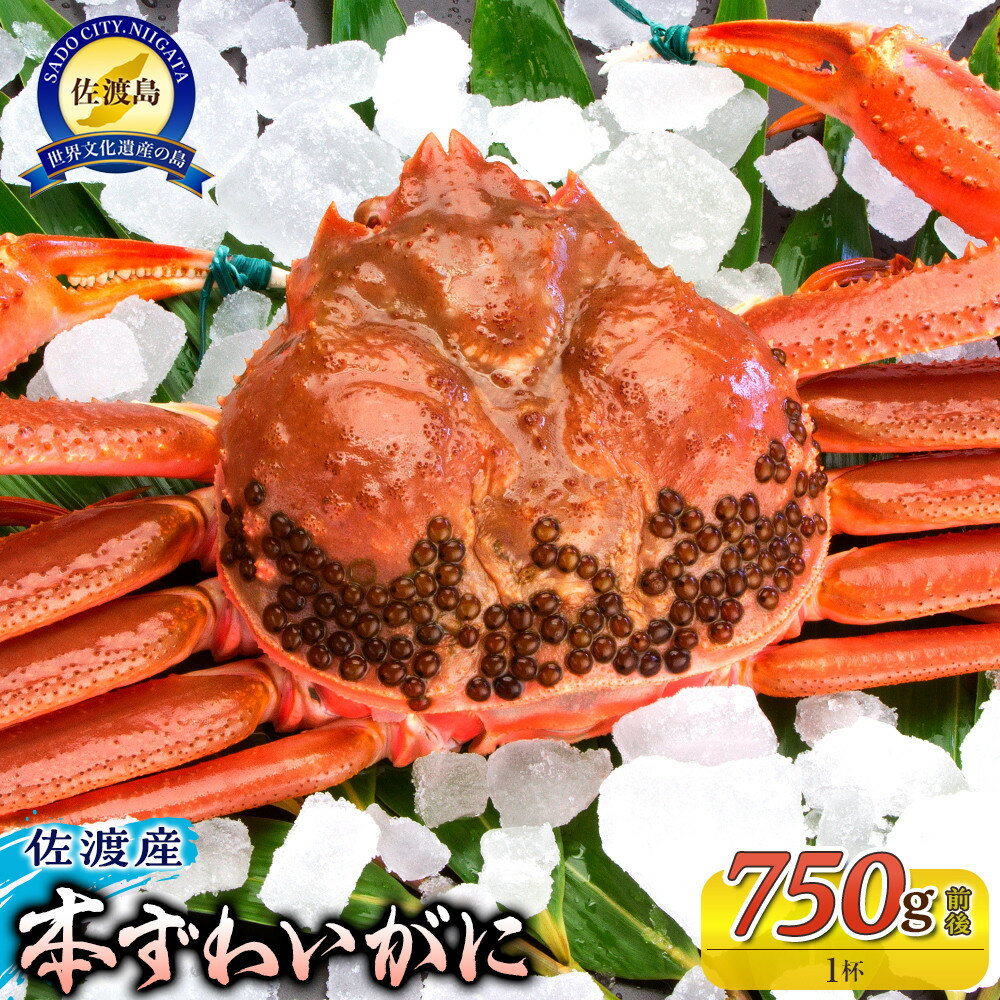 【ふるさと納税】佐渡産 本ずわいがに 750g前後 1杯 | 蟹 魚介類 水産 食品 人気 おすすめ 送料無料