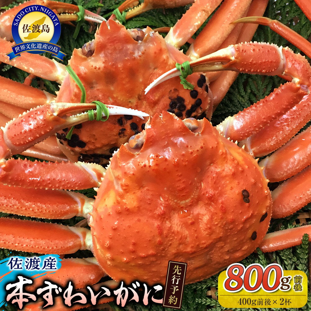 【ふるさと納税】【先行予約】【令和8年1月中旬以降発送】佐渡産 本ずわいがに 800g前後(400g前後×2杯) | 蟹 魚介類 水産 食品 人気 おすすめ 送...