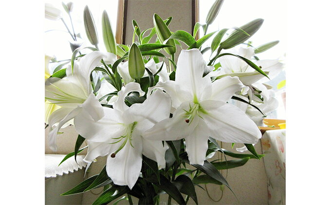 ギフト 産地直送 オリエンタルユリ生花 切花 白色6本セット お届け 22年7月10日 10月31日まで Pgi Edu In