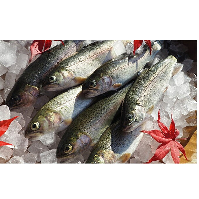 【ふるさと納税】魚沼の虹ます（ニジマス）冷凍12尾入　【魚貝類・川魚】のサムネイル