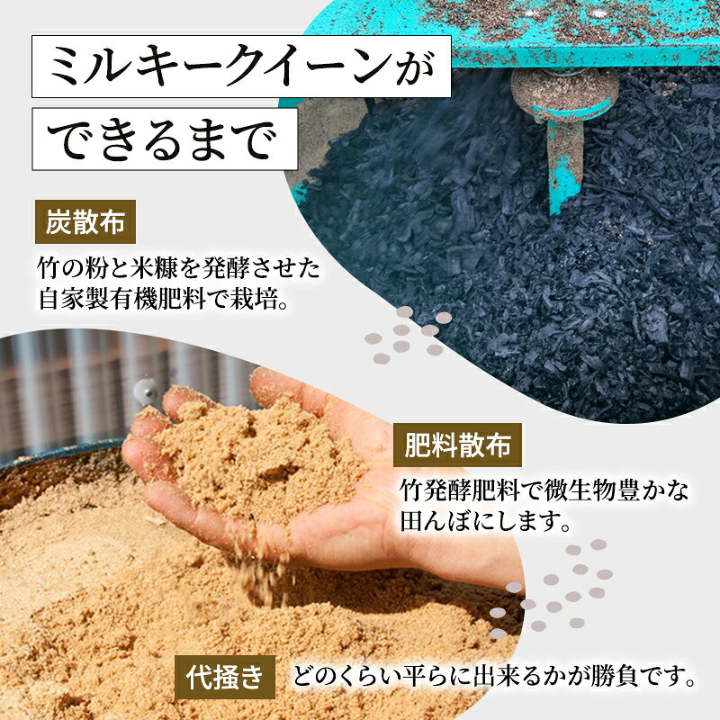 【ふるさと納税】令和7年産 魚沼産ミルキークィーン 精米5kg 米 こめ お米 コメ ミルキー クイーン 新潟県 魚沼市 魚沼 ミルキークイーン 　お届け：発送の目安：入金確認から2週間程度 f152251-uonumashi-10000331 新潟県魚沼市 ふるさと納税 サンプル画像3
