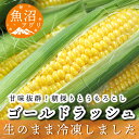 49位! 口コミ数「1件」評価「5」魚沼産 冷凍生とうもろこしと冷凍粒とうもろこしのセット　【 野菜 国産 日本産 簡単 便利 コーン 冷凍コーン ゴールドラッシュ 新潟県産 ･･･ 