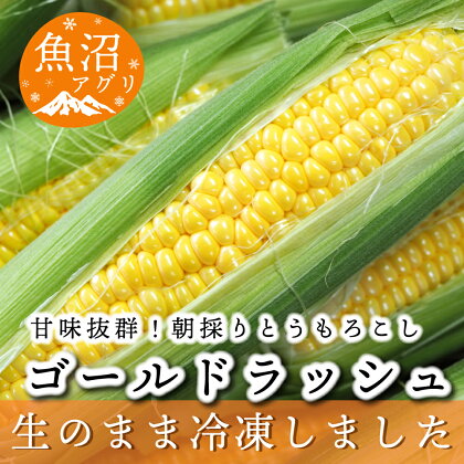 魚沼産 冷凍生とうもろこしと冷凍粒とうもろこしのセット　【 野菜 国産 日本産 簡単 便利 コーン 冷凍コーン ゴールドラッシュ 新潟県産 食材 食べ物 直送 産地直送 】