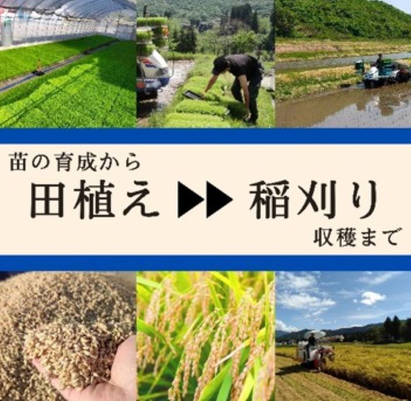【ふるさと納税】先行予約 令和8年産 ブランド米 魚沼産コシヒカリ 選べる容量　お届け：10月1日から順次発送 f152251-uonumashi-10000868 新潟県魚沼市 ふるさと納税 サンプル画像3