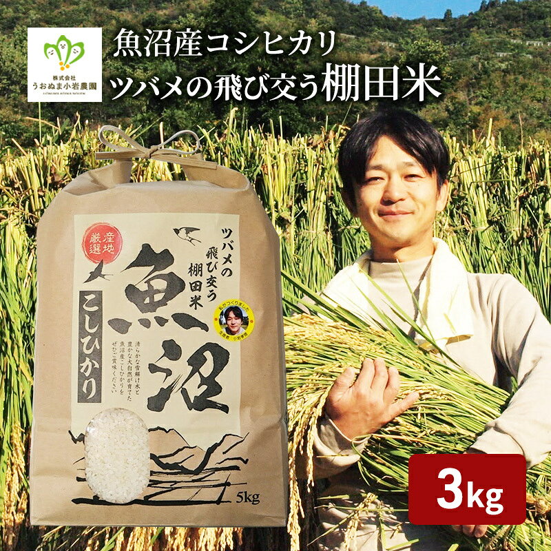 令和8年産 先行予約 ツバメの飛び交う棚田米 精米3kg お米 白米 ライス ご飯 ブランド米 銘柄米 コシヒカリ 魚沼産コシヒカリ 新潟県産 魚沼市産 お届け:10月上旬より順次発送