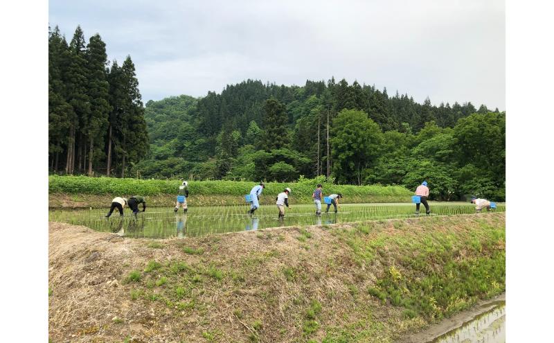 【ふるさと納税】【令和8年産 新米先行受付】魚沼産コシヒカリ 特別栽培米 （精米）2kg 米 こしひかり 魚沼市　お届け：2026年10月上旬～2027年9月下旬まで f152251-uonumashi-10000933 新潟県魚沼市 ふるさと納税 サンプル画像3