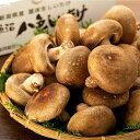 【ふるさと納税】厚いにもほどがある「八色しいたけ」 菌床 きのこ 茸 料理 調理 ご飯 ごはん お取り寄せ グルメ 人気 おすすめ 国産 特産品 おすすめ