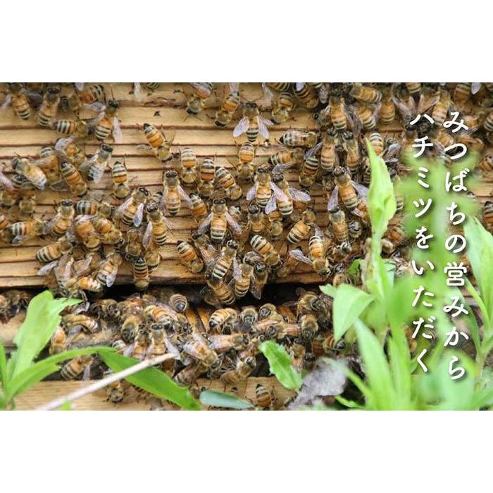 【ふるさと納税】さいき養蜂園　天然ピュア蜂蜜　300g2種お楽しみセット