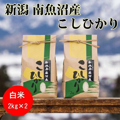 米 定期便 コシヒカリ 南魚沼産 12kg ( 4kg × 3ヶ月 ) | お米 こめ 白米 コシヒカリ 食品 人気 おすすめ 送料無料 魚沼 南魚沼 南魚沼市 新潟県産 新潟県 精米 産直 産地直送 お取り寄せ お楽しみ