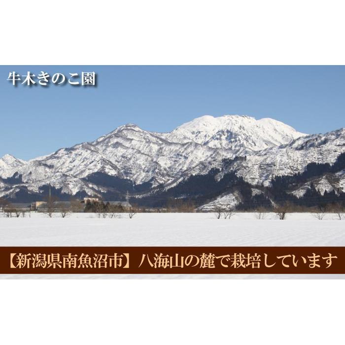 【ふるさと納税】牛木きのこ園 八海山の雪解け水で育つ プレミアムな椎茸 魚沼 てんけいこ サイズいろいろ 800g×2箱 肉厚で芳醇な旨味！ | 野菜 やさい 食品 人気 おすすめ 送料無料