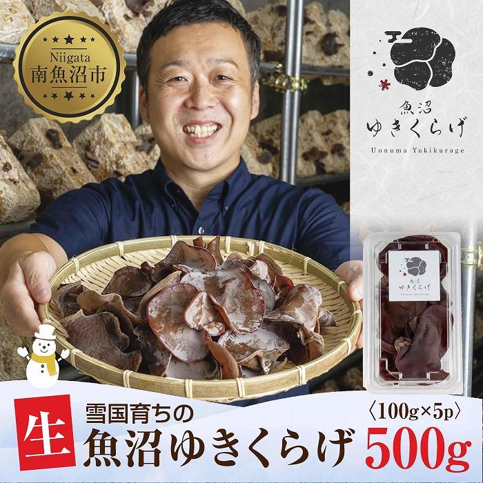 【ふるさと納税】国産 生 きくらげ 100g×5パック 計500g 小分け 栄養豊富 無農薬 無添加 オーガニック 自家栽培 雪国 魚沼ゆきくらげ キクラゲ 木...
