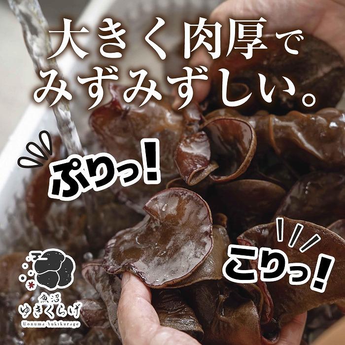 【ふるさと納税】国産 生 きくらげ 100g×5パック 計500g 小分け 栄養豊富 無農薬 無添加 オーガニック 自家栽培 雪国 魚沼ゆきくらげ キクラゲ 木耳 きのこ キノコ ビタミンD 肉厚 健康 食品 食物繊維 佃煮 歯ごたえ 菌床 食感 高品質 送料無料 新潟県 南魚沼市