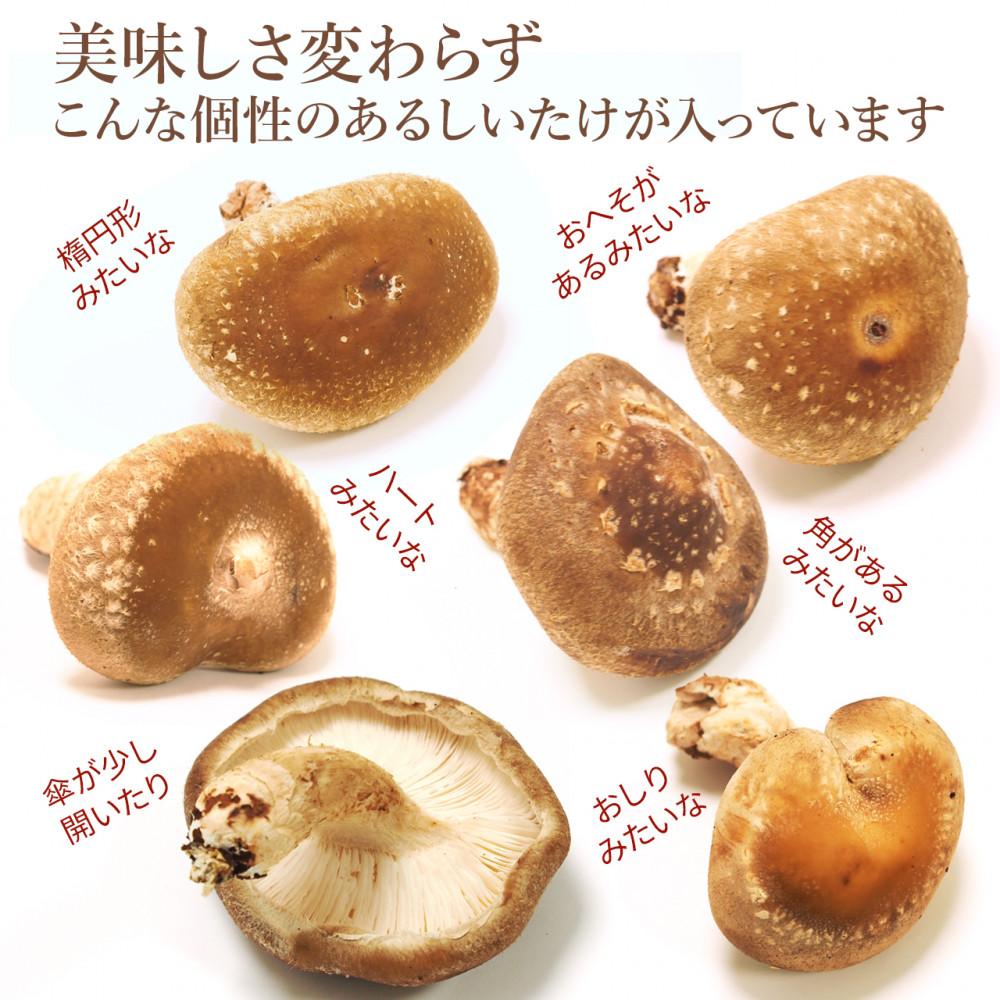 【ふるさと納税】【JAみなみ魚沼定期便】家庭用「八色しいたけ」（1.5kg×全9回） 訳あり 不ぞろい 農家応援 厚いにもほどがある | 食品 加工食品 訳あり 不揃い 家庭用 自宅用 人気 おすすめ 送料無料