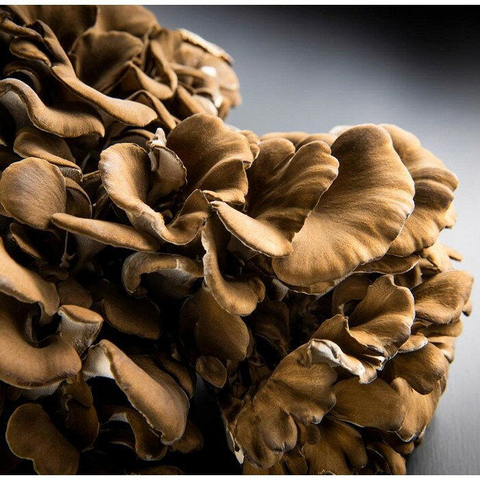 【ふるさと納税】大平きのこ研究所の大黒舞茸「真」【贈答用】700g