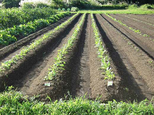 【ふるさと納税】【龍気養命堂】体内酵素補助食品『元氣の素フコイダン』(1カ月分) 4箱 2