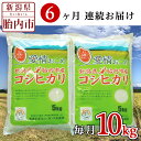 11位! 口コミ数「0件」評価「0」令和5年 米 定期便 6回 10kg 5kg×2袋 新潟 コシヒカリ 新潟こしひかり 白米 16-K106【6ヶ月連続お届け】新潟県胎内市産･･･ 