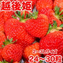 1位! 口コミ数「13件」評価「3.85」越後姫 2024先行予約 果物 いちご 苺 新潟県産 イチゴ 旬 フルーツ くだもの 聖籠産いちご（越後姫）2～3Lサイズ　2パック【202･･･ 