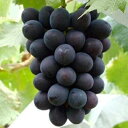 【ふるさと納税】稀少!数量限定「高尾」黒系ぶどう 約2kg 種が無い 皮ごと食べられる 肉厚 新潟県 弥彦村産_種無し 種なし レア ぶどう 葡萄 ブドウ 贈答品 プレゼント ギフト ご褒美【配送不可地域:離島】【1085937】