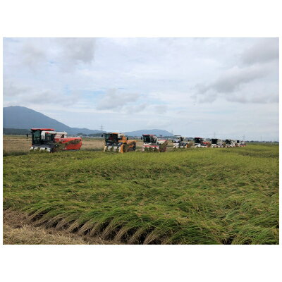 新潟県弥彦村で栽培された「コシヒカリ」並みの食味で、粘り控えめ、大粒で冷めても固まりにくいお米です。　【ふるさと納税】令和7年産弥彦村産みずほの輝き 10kg(5kg×2) 新潟県産米 大粒 冷めても美味しい 弥彦村産_ 新潟県産 白米 精米 お米 こめ コメ 10キロ【1135882】