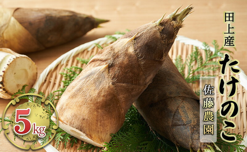 【ふるさと納税】田上産　たけのこ5kg【佐藤農園】　【野菜】　お届け：2024年4月10日頃から5月下旬まで